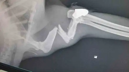 Zonguldak'ta 'öldü' sanılan kedi, bacağında mermiyle geri döndü