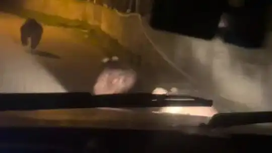 Zonguldak'ta aç kalan ayılar köye indi