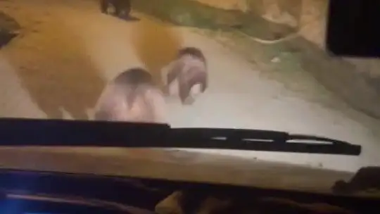 Zonguldak'ta aç kalan ayılar köye indi