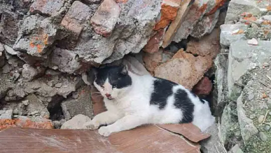 Enkazdan kurtarılan kedi tedavi altına alındı