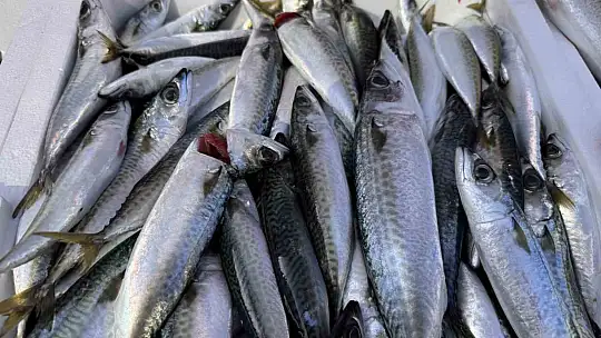 Hamsi yoğunluğu yaşandı, palamut çıkmadı