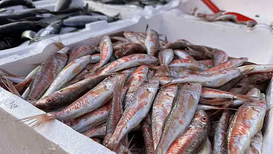 Hamsi yoğunluğu yaşandı, palamut çıkmadı
