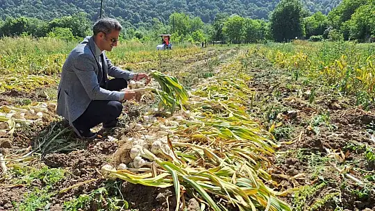 Zonguldak'ta ilk kez makineli sarımsak hasadı gerçekleştirildi