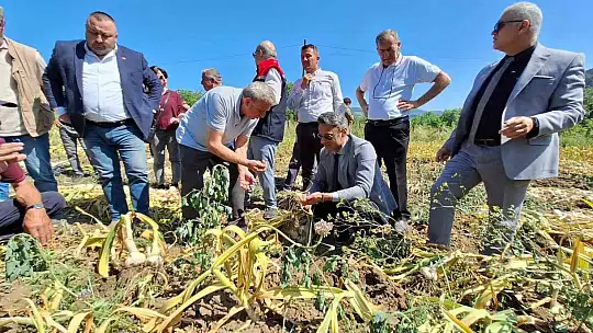 Zonguldak'ta ilk kez makineli sarımsak hasadı gerçekleştirildi