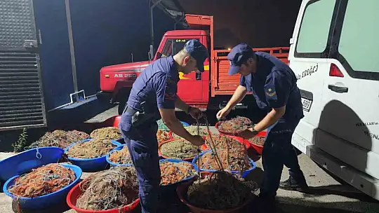 Zonguldak'ta kaçak kalkan avcılığına operasyon