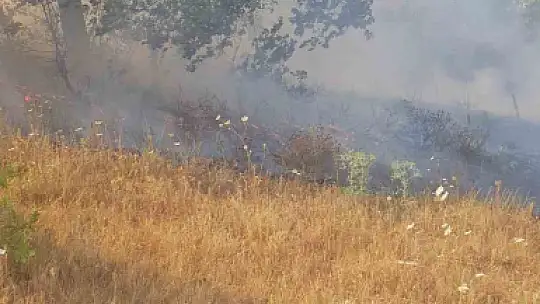 Zonguldak'ta ormanlık alanda çıkan yangına ekipler müdahale etti