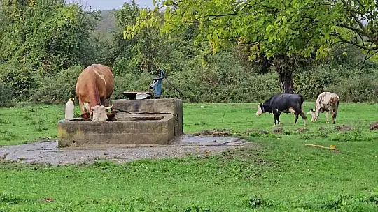Su kuyusunda kadın cesedi bulundu