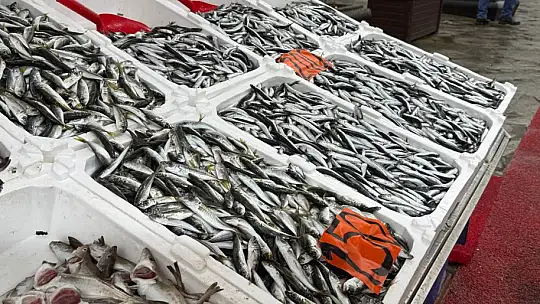 Tezgahta hamsinin yerini istavrit ve mezgit alacak