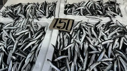 Zonguldak'ta tezgahtaki hamsi yerini diğer çeşit balıklara bırakıyor