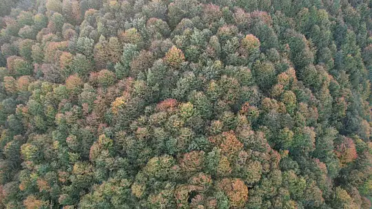 Zonguldak Valiliği 30 Eylül'e kadar ormanlara girişleri yasakladı