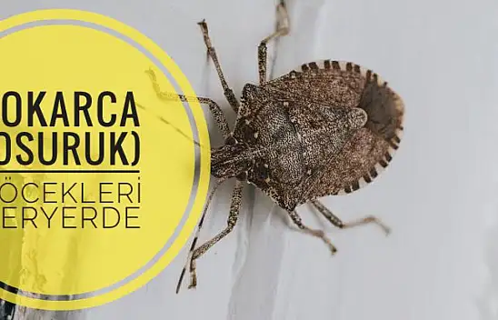 Bartın'da 'kokarca (osuruk) böceği' kabusu