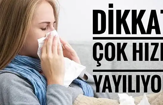 Domuz gribi her yerde