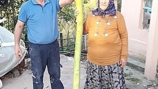 İNSAN BOYUNDA KABAK