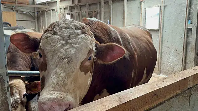 1 tonluk dana 200 bin liraya satıldı: