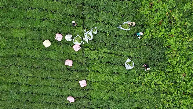 Sıcaklar yaş çayı yaktı, üretim yarıya düştü