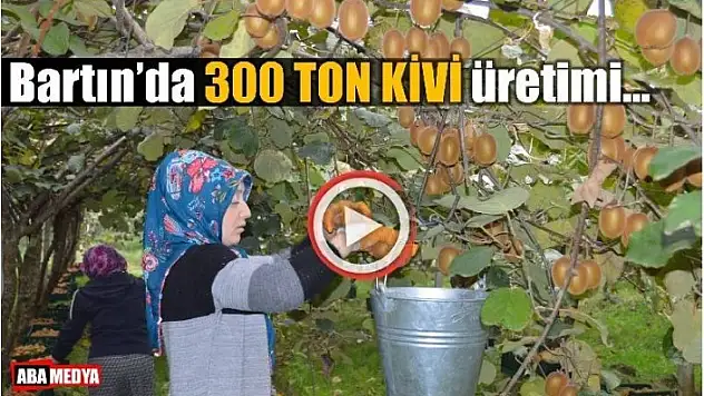 BİR YILDA 300 TON KİVİ ÜRETİMİ - BARTIN