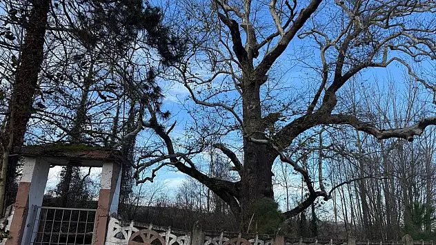 300 yıllık çivisiz cami ve koruma altındaki ağaç, ziyaretçilerini bekliyor