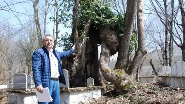 350 yıllık çınar ağacında Allah lafzı