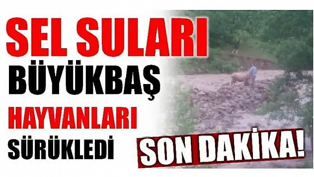 5 BÜYÜKBAŞ HAYVAN SEL SULARINA KAPILDI