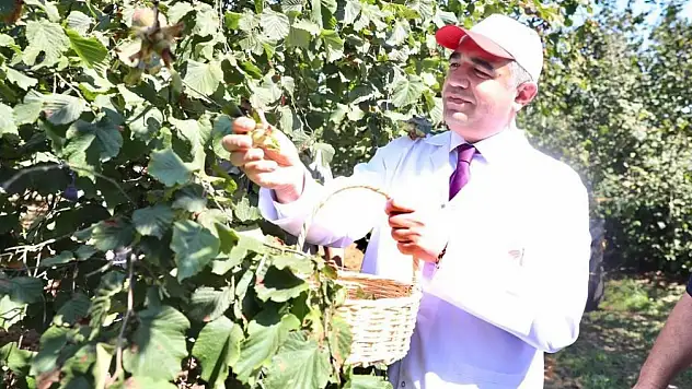 632 bin hektar alanda üretimi yapılıyor