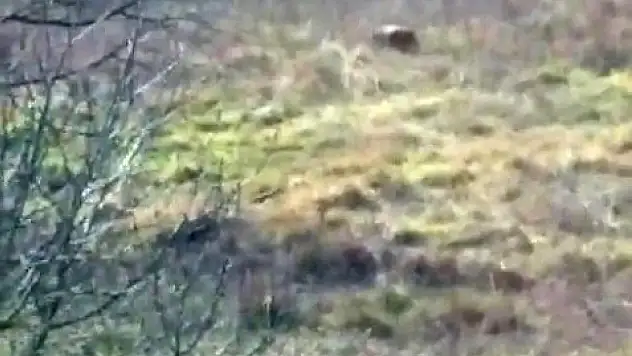 Aç kalan ayı fındık bahçesinde görüntülendi