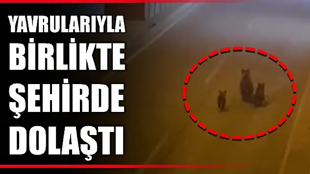 Anne ayı yavrularıyla şehir turu attı
