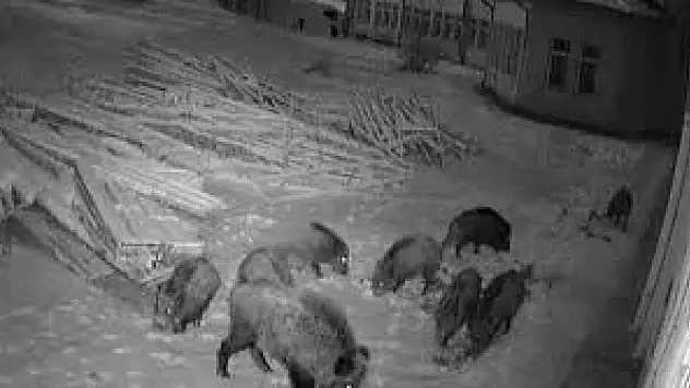 Aç kalan domuz sürüleri, üniversite kampüsüne indi