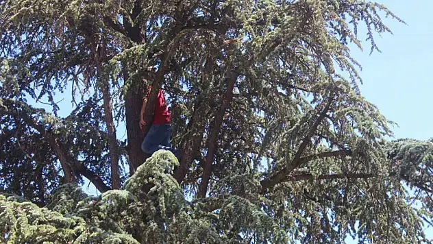 Ağacın tepesine tırmandı, 'Belediye başkanı beni dinlemedi' diyerek intihara kalkıştı