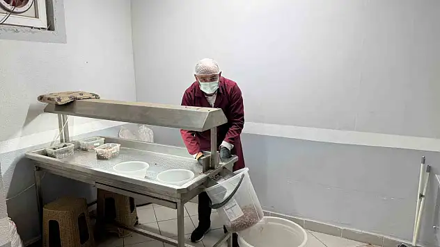 Alaplı'da fındık kavurma tesisleri taleplere yetişemiyor