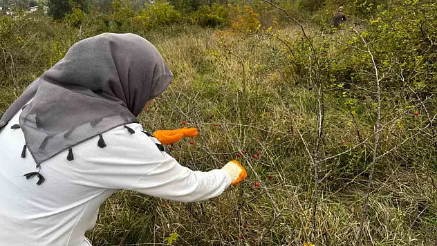 Alaplı'da kuşburnu hasadı başladı