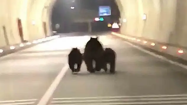 Amasra tünelinde 3 ayı görüntülendi