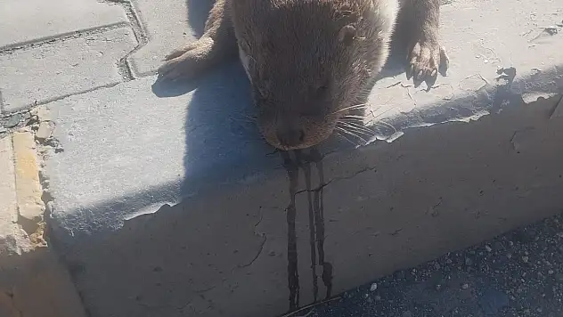 Aracın çarptığı su samuru telef oldu