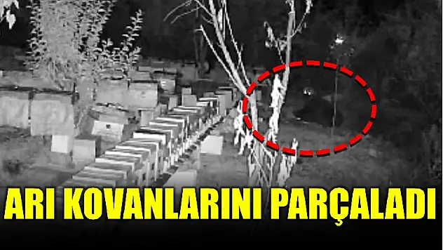 Aç ayı kovanları parçaladı