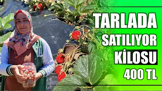 Kilosu 400 TL'den satılıyor
