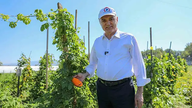 Ata tohumları meyve vermeye başladı
