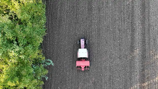 Ata tohumu siyez buğdayı Düzce topraklarında yetişecek
