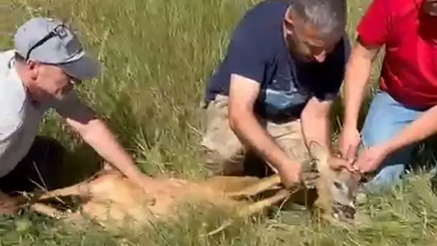 Ayağı kırık karacaya şefkat
