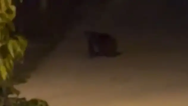 Ayı sokağa indi, vatandaşlar ayının peşine düştü