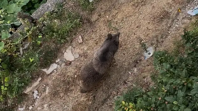 Bahçeye giren ayı paniğe yol açtı