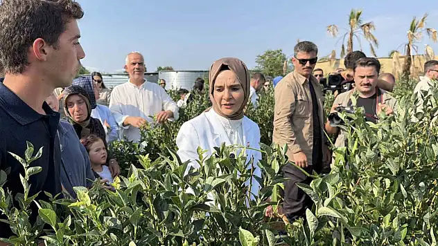 Bakan Göktaş Düzce'de yaban mersini topladı