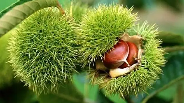 Bakanlık yüzde 75 destek veriyor