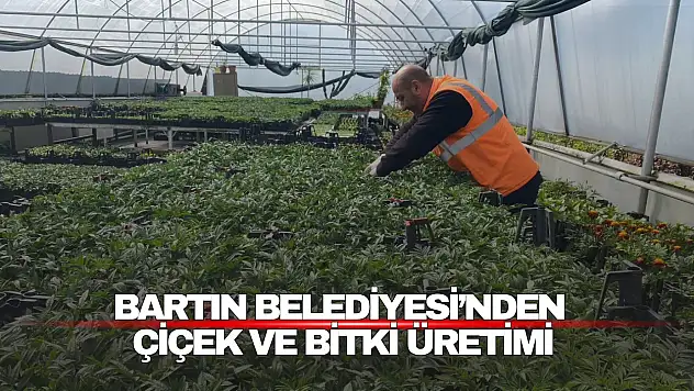 Bartın Belediyesi Üretim Serasında Çiçek ve Bitki Üretimi Sürüyor