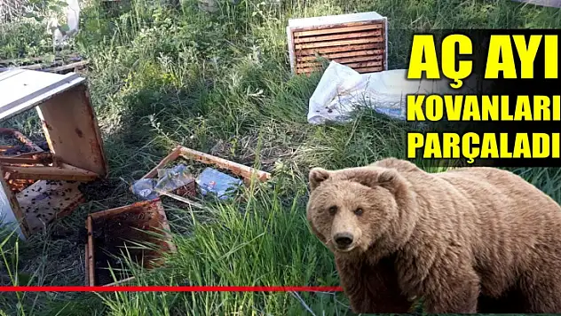 Bartın'da aç ayı arı kovanlarına saldırdı