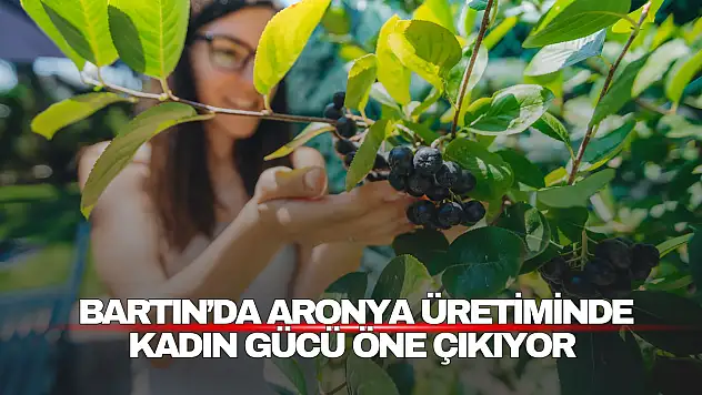 Bartın'da Aronya Üretiminde Kadın Gücü Öne Çıkıyor
