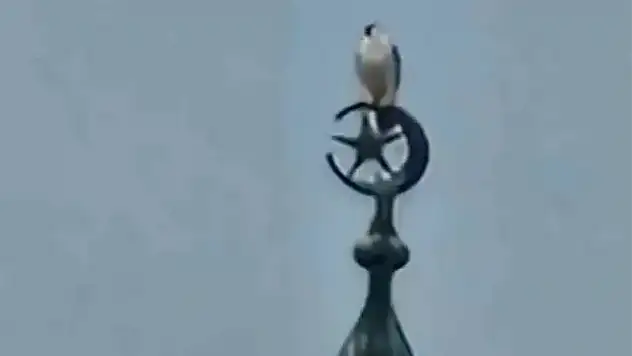 Bartın'da gökdoğan heyecanı