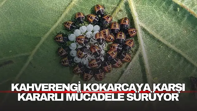 Bartın'da Kahverengi Kokarcaya Karşı Kararlı Mücadele Sürüyor