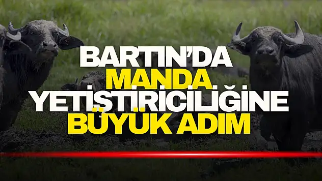 Bartın'da Manda Yetiştiriciliğine Büyük Adım