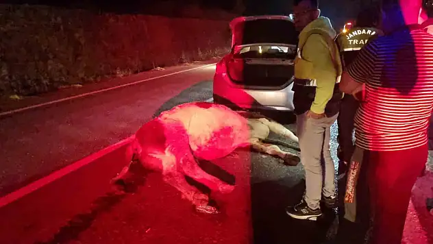 Bartın'da otomobil büyükbaş hayvana çarptı: 1 yaralı