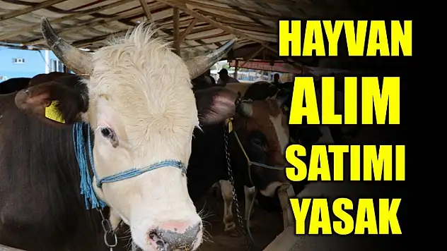 Bartın'da şap alarmı