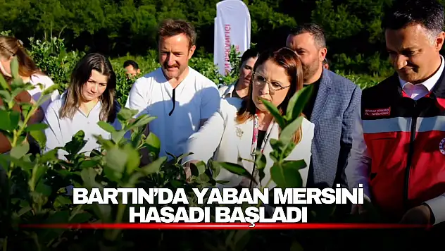 Bartın'da Yaban Mersini Hasadı Başladı